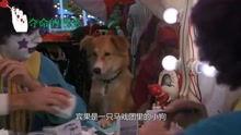 灵犬宾果国语在线观看,国语版动画电影,在线观看,欢乐来袭!  第1张 灵犬宾果国语在线观看,国语版动画电影,在线观看,欢乐来袭!  第1张